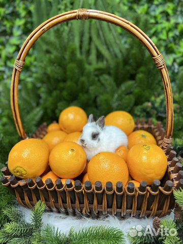 Домашние ручные кролики