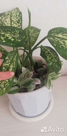 Диффенбахия с Традесканцией