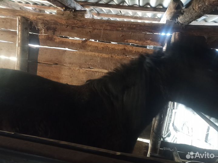Продается кобыла