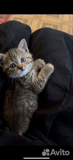 Шотландский котенок