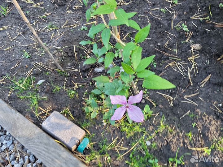 Клематис хегли гибрид