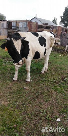 Бычки и быки на мясо