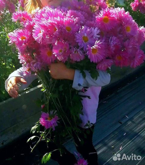 Цветы многолетние Хризантема