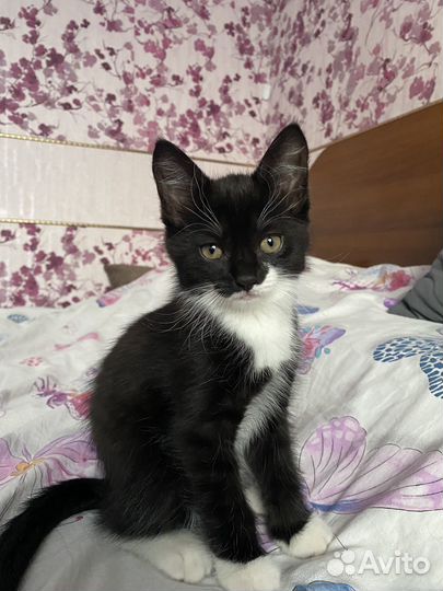 Котята