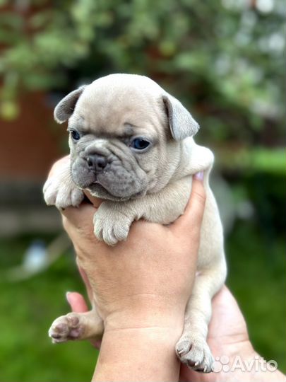 Французский бульдог