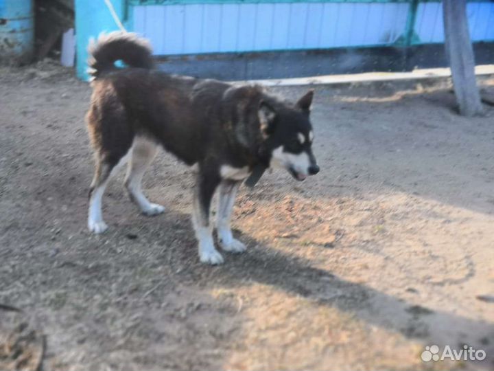 Восточно сибирская лайка