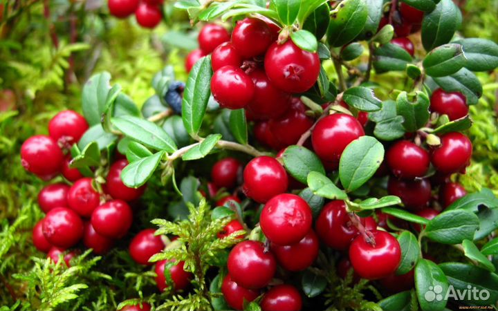 Брусника свежая