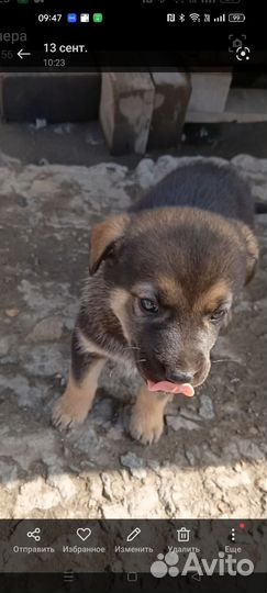 Два брата и сестренка