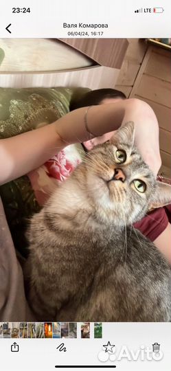 Коты в добрые руки