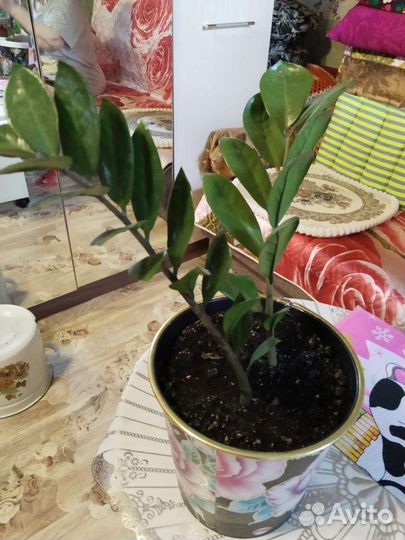 Домашнии цветы