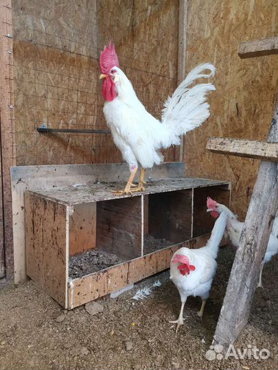 Леггорн стандарт (белый) ия, цыплята