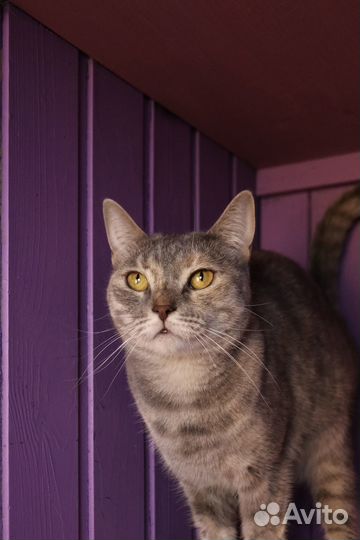 Кошка Холли, 3 года, из приюта Домик