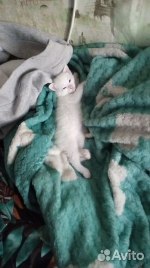 Белый котенок