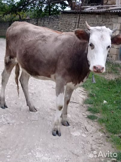 Коровы и тёлки