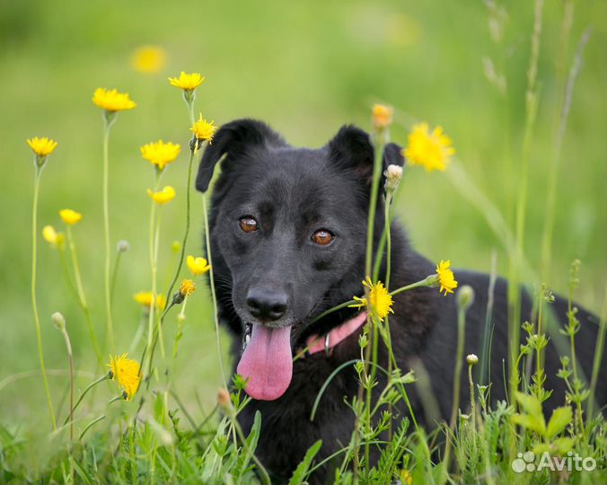 Собака в дар в добрые руки