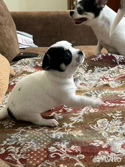 Щенки чихуахуа