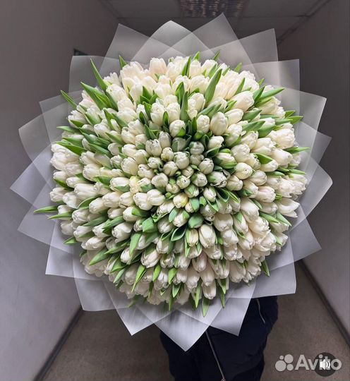 Белый тюльпан