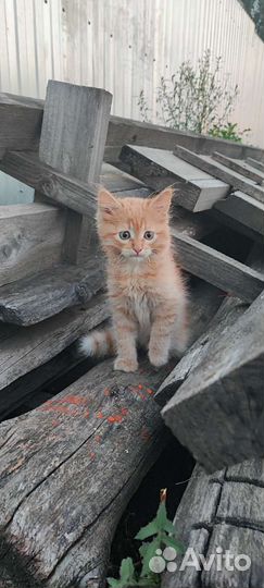 Котята в добрые руки приучены к лотку