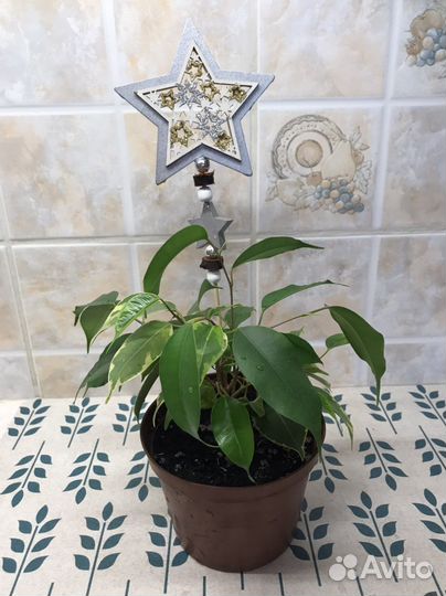 Фикус бенджамина и вариегатный