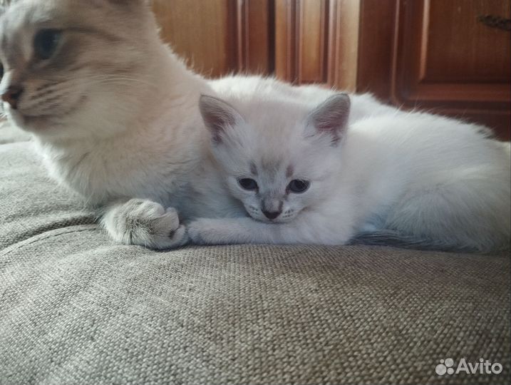 Тайские котята