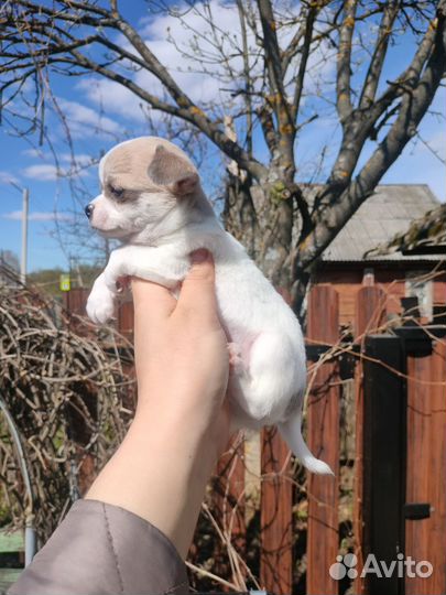 Щенки чихуахуа
