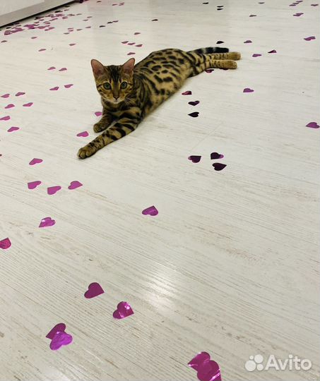 Бенгальские котята