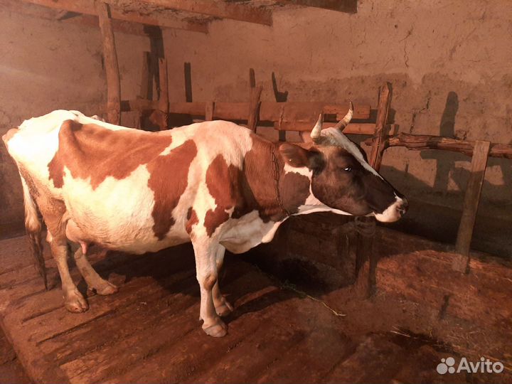 Корова с двойней тёлка и бычок