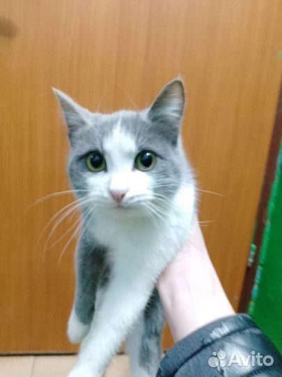 Бездомный кот