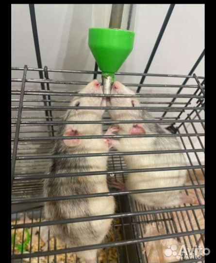 Крыски дамбо девочки