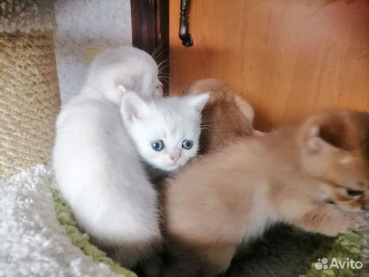 Шотландская
