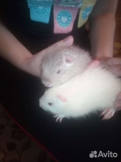 Нутрии различного возраста