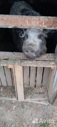 Продаются поросята Кармалы