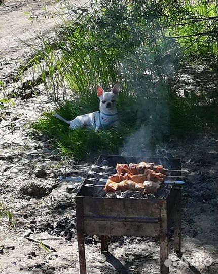 Чихуахуа вязка
