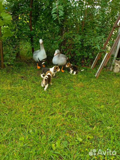 Щенки бигль