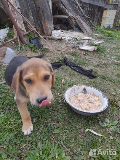 Русская гончая