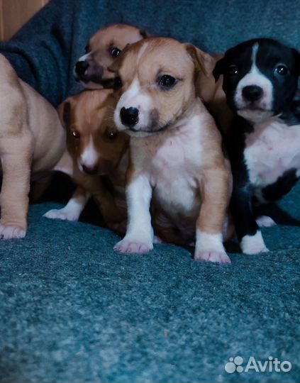Продаются щенки