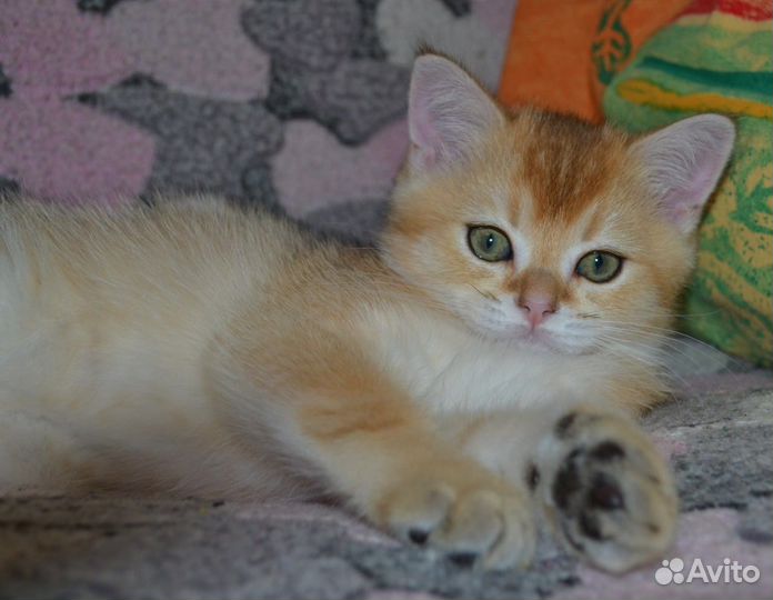 Супер -кот золотого окраса