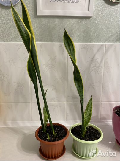 Сансевиерия