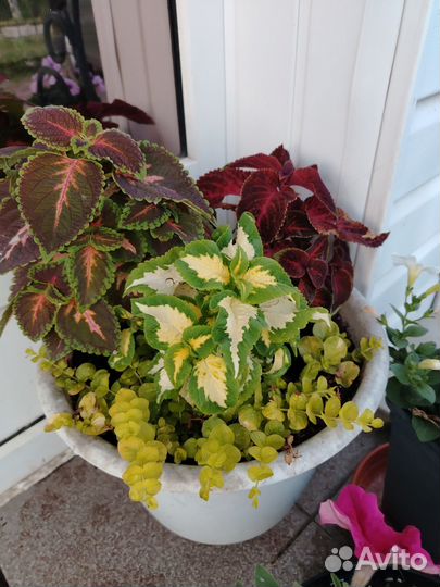 Вербейник монетчатый (лизимахия)