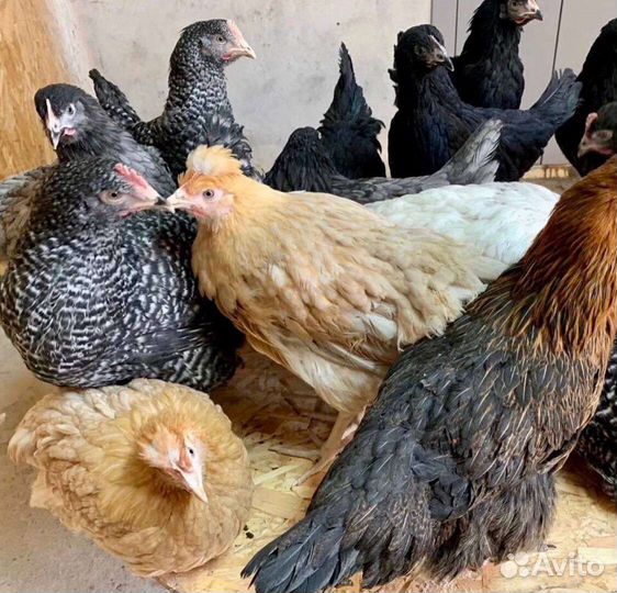 Куры молодки