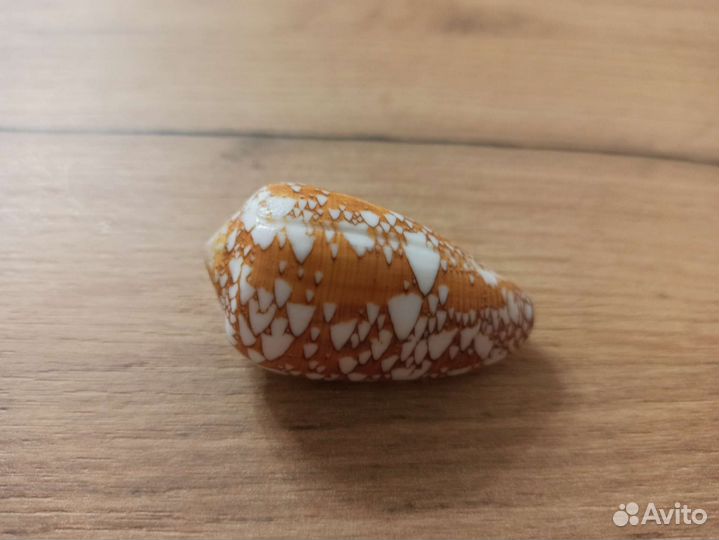 Морская раковина