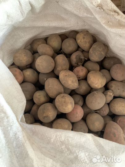 Картофель мелкий