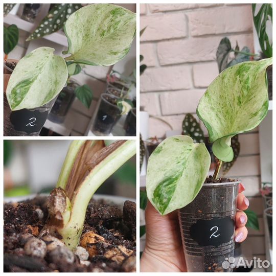 Эпипремнум Неон и Хеппи Лиф