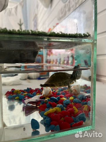Красноухая черепаха с аквариумом маленькая объявление продам