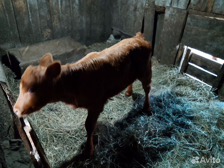 Тёлка 2 недели возраст