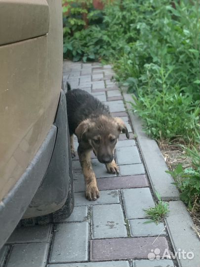 Щенок ищет приют
