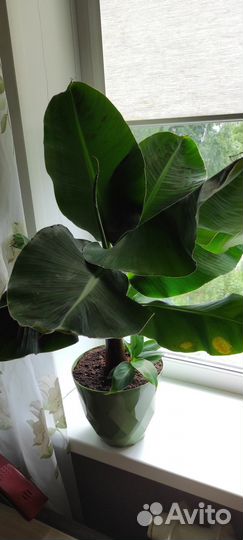 Банан комнатный Киевский карлик