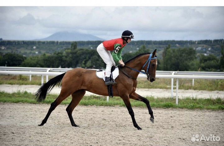 Седло скаковое