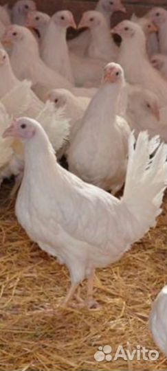 Куры несушки