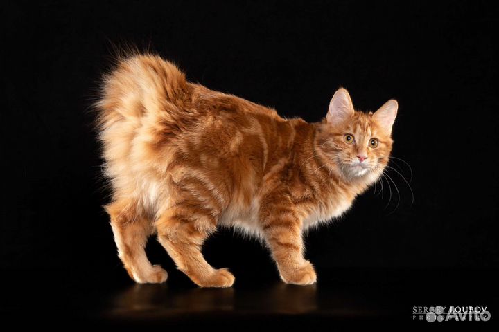 Кошка курильский бобтейл